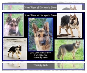 Father of the German Shepherd Dog puppies born on 05/31/2019