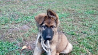 German Shepherd Dog Puppy for sale in ALTAMONTE SPRINGS, FL, USA