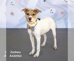 ZACKERY - Male Labrador Retriever-Unknown Mix Dog for Adoption - Small photo
