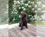 Puppy Maple Brown Miniature Labradoodle