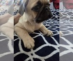 Small #5 Pug