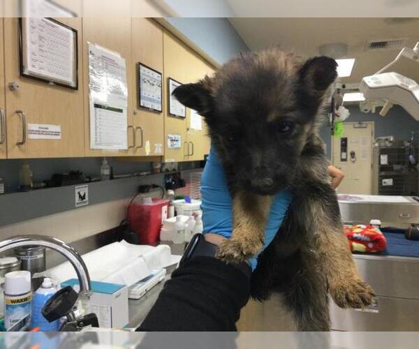 Medium Photo #1 German Shepherd Dog Puppy For Sale in Riverside, CA, USA