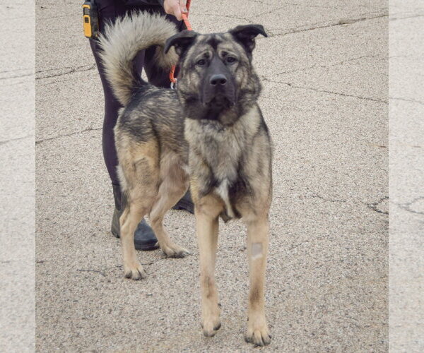 Medium Photo #3 Anatolian Shepherd-Norwegian Elkhound Mix Puppy For Sale in Huntley, IL, USA