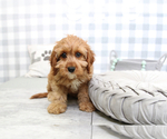 Small Photo #5 Cavapoo Puppy For Sale in MARIETTA, GA, USA