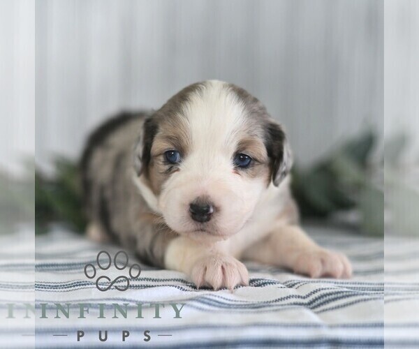 Medium Photo #3 Miniature Australian Shepherd Puppy For Sale in REBERSBURG, PA, USA