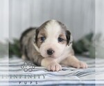 Small #2 Miniature Australian Shepherd