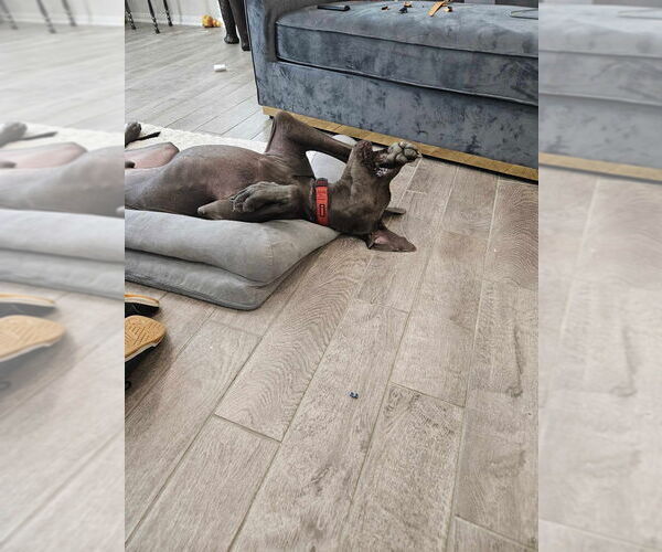 Medium Photo #2 Great Dane Puppy For Sale in Bullard, TX, USA