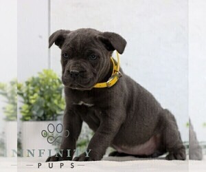 Cane Corso Puppy for sale in GORDONVILLE, PA, USA