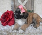 Small Photo #2 Saint Berdoodle Puppy For Sale in HONEY BROOK, PA, USA