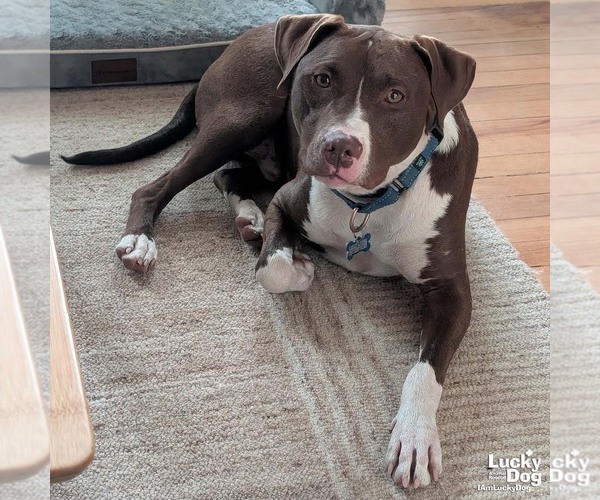 Medium Photo #9 Labrador Retriever-Unknown Mix Puppy For Sale in Washington, DC, USA