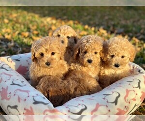 Poodle (Toy) Puppy for sale in HOUSTON, TX, USA