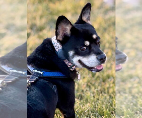 Medium Photo #2 French Bullhuahua Puppy For Sale in Salt Lake City, UT, USA