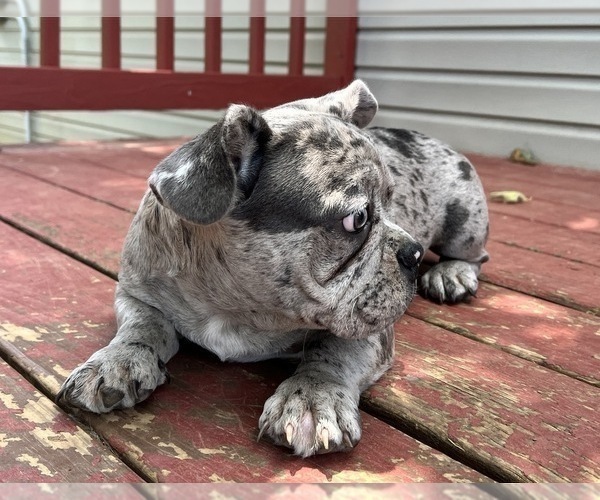 Medium Photo #8 French Bulldog Puppy For Sale in LA VERGNE, TN, USA