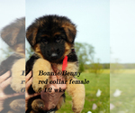 Small Photo #15 German Shepherd Dog Puppy For Sale in CHRISNEY, IN, USA