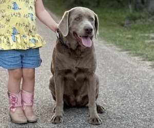 Mother of the Labrador Retriever puppies born on 06/28/2025