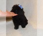 Small Poodle (Toy)