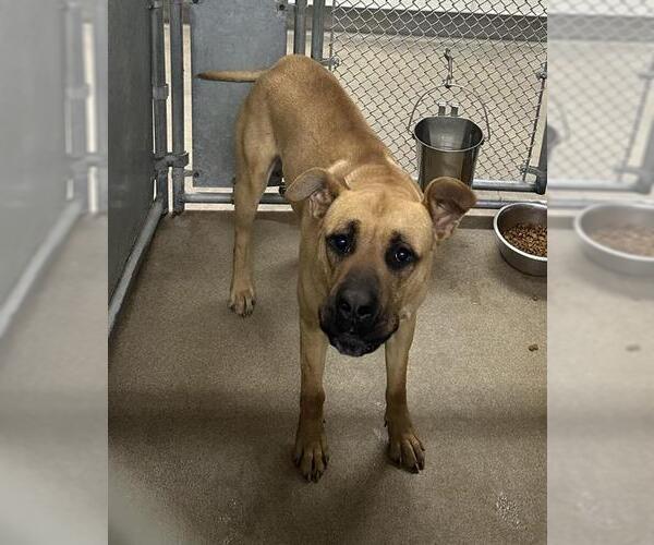 Medium Photo #1 Siberian Husky-Unknown Mix Puppy For Sale in HESPERIA, CA, USA