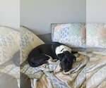 Small #10 Labrador Retriever Mix