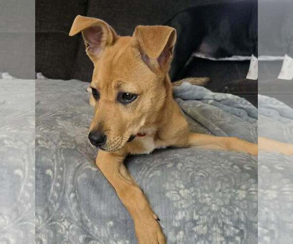 Medium Photo #3 Mutt Puppy For Sale in Woodbury, NY, USA