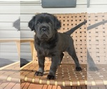 Puppy Panther Cocker-Pei
