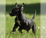 Small #3 Shepweiller