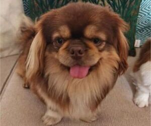Father of the Pekingese puppies born on 03/24/2023
