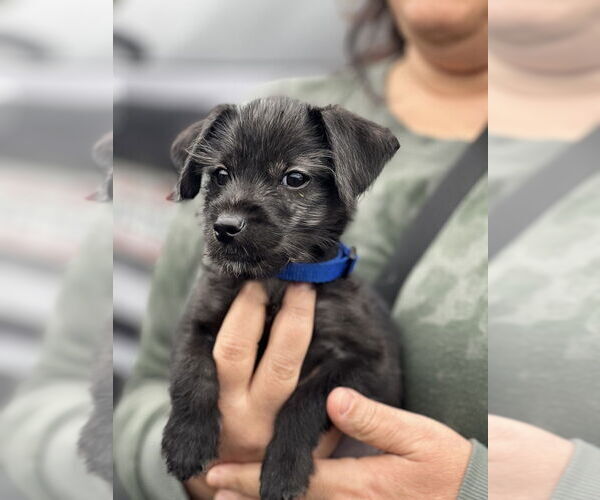 Medium Photo #1 Mutt Puppy For Sale in Dana Point, CA, USA