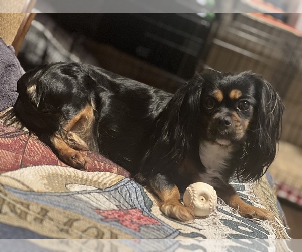 Medium Photo #1 Cavalier King Charles Spaniel Puppy For Sale in DEWITT, MI, USA