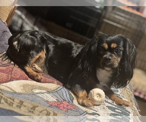 Mother of the Cavalier King Charles Spaniel puppies born on 05/24/2026