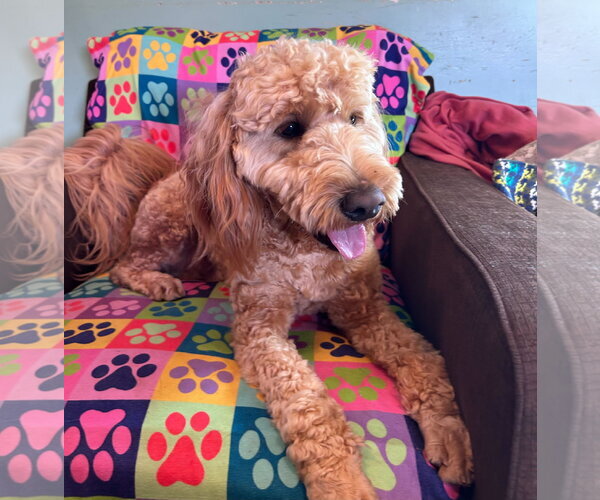 Medium Photo #7 Goldendoodle Puppy For Sale in Pacolet, SC, USA