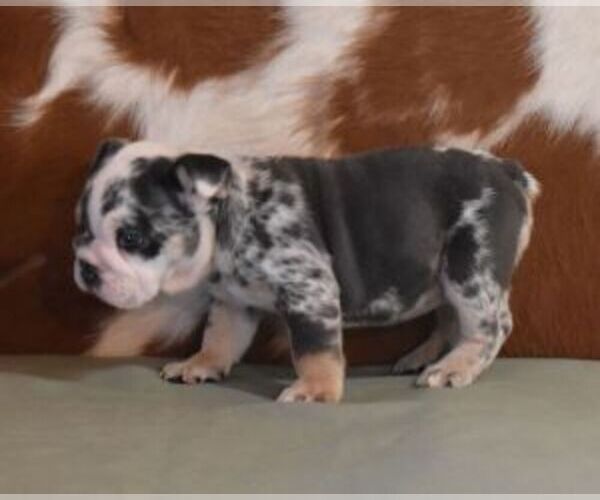 Medium Photo #5 English Bulldog Puppy For Sale in MARSHFIELD, MO, USA