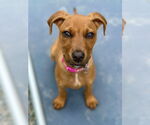 Small #4 German Pinscher Mix