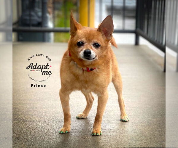 Medium Photo #2 Chihuahua-Unknown Mix Puppy For Sale in Salt Lake City, UT, USA