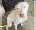 Small American Staffordshire Terrier