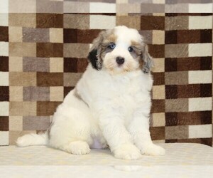 Bernedoodle (Miniature) Puppy for sale in DENVER, PA, USA