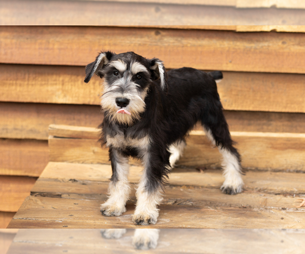 Medium Photo #3 Schnauzer (Miniature) Puppy For Sale in NAPPANEE, IN, USA