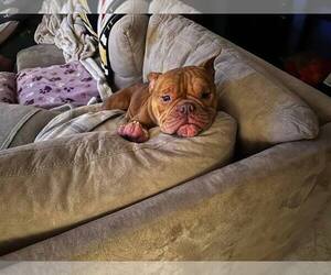 Bulldog Dogs for adoption in New York, NY, USA