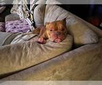 Small Bulldog