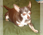 Small #2 Chihuahua