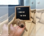 Small Photo #7 Goldendoodle Puppy For Sale in TOMBALL, TX, USA
