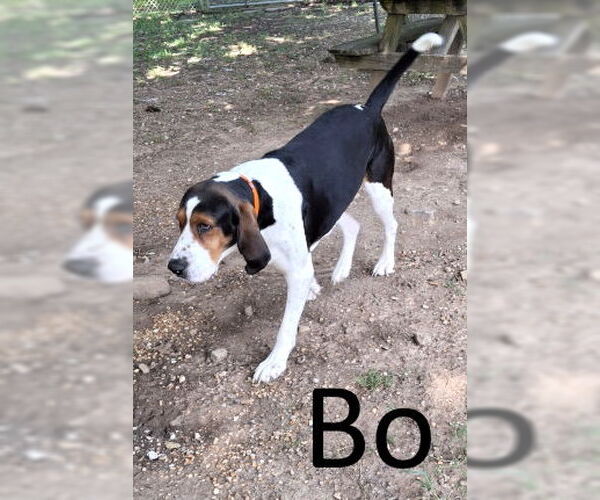 Medium Photo #2 Basset Hound-Treeing Walker Coonhound Mix Puppy For Sale in Mountain View, AR, USA
