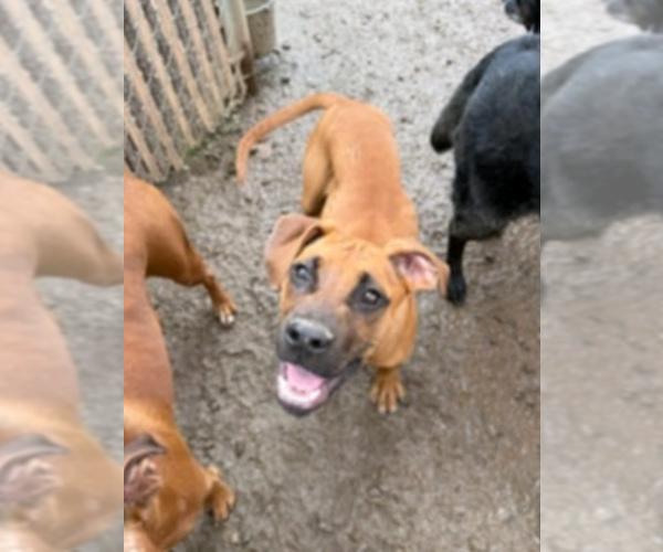 Medium Photo #1 Boxer Puppy For Sale in Burnsville, MN, USA