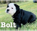 Puppy Bolt English Bulldog