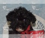 Small #20 Poodle (Toy)