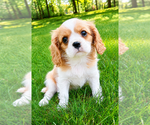 Small #6 Cavalier King Charles Spaniel