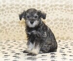 Small #2 Schnauzer (Miniature)