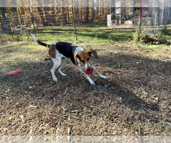 Medium Photo #25 Mutt Puppy For Sale in Rustburg, VA, USA