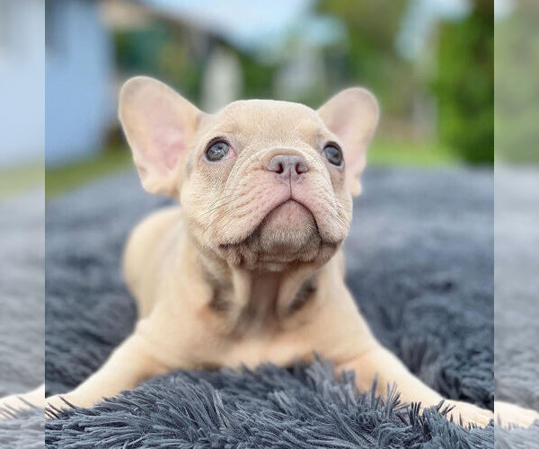 Medium Photo #4 French Bulldog Puppy For Sale in HILLSBORO BCH, FL, USA