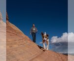 Small Photo #83 Pointer-Unknown Mix Puppy For Sale in Kanab, UT, USA