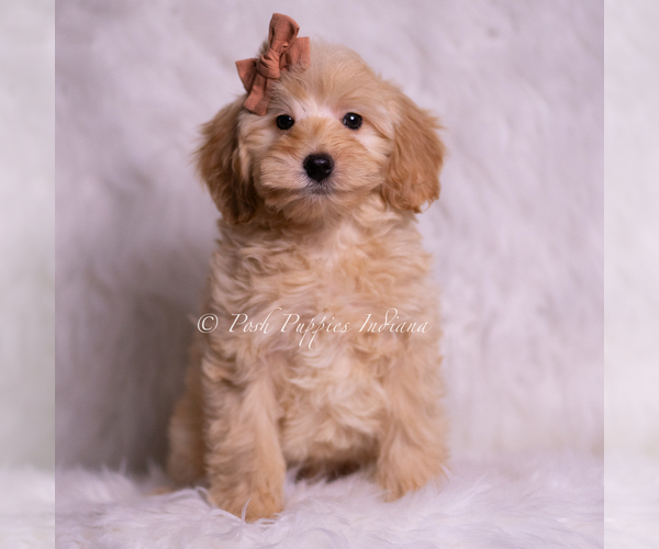 Medium Photo #28 Goldendoodle (Miniature) Puppy For Sale in WARSAW, IN, USA